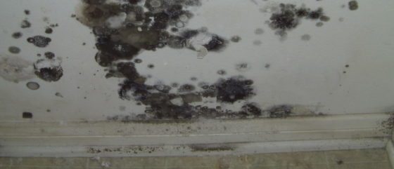 Toxic Mold compensation lawyer image
